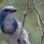 scrub jay low res for Flickr-8816